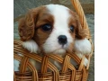 beautiful-cavalier-king-charles-spaniel-puppies-available-for-sale-small-7