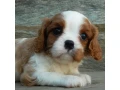 beautiful-cavalier-king-charles-spaniel-puppies-available-for-sale-small-3