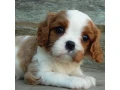 beautiful-cavalier-king-charles-spaniel-puppies-available-for-sale-small-4