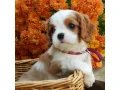 beautiful-cavalier-king-charles-spaniel-puppies-available-for-sale-small-6