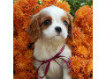 beautiful-cavalier-king-charles-spaniel-puppies-available-for-sale-small-8