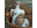 beautiful-cavalier-king-charles-spaniel-puppies-available-for-sale-small-5