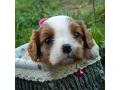 beautiful-cavalier-king-charles-spaniel-puppies-available-for-sale-small-1