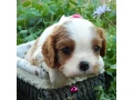 beautiful-cavalier-king-charles-spaniel-puppies-available-for-sale-small-2