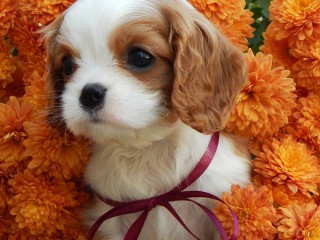 Beautiful Cavalier King Charles Spaniel puppies available for sale!