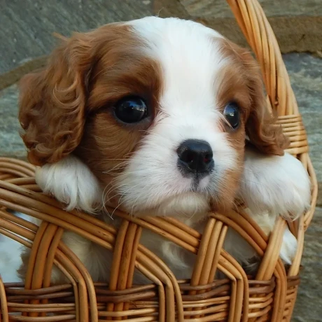 beautiful-cavalier-king-charles-spaniel-puppies-available-for-sale-big-7