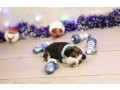 beagle-puppies-for-sale-in-tx-texas-small-3