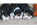 beagle-puppies-for-sale-in-tx-texas-small-4