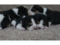 beagle-puppies-for-sale-in-tx-texas-small-0