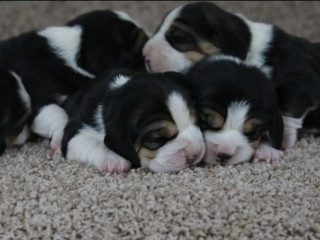 Beagle Puppies for Sale in TX (Texas)