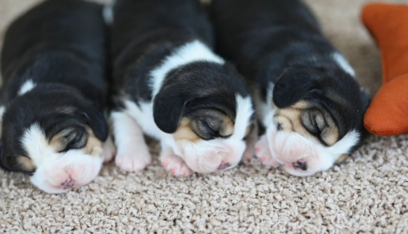 beagle-puppies-for-sale-in-tx-texas-big-4