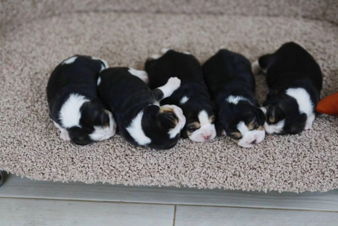 beagle-puppies-for-sale-in-tx-texas-big-2