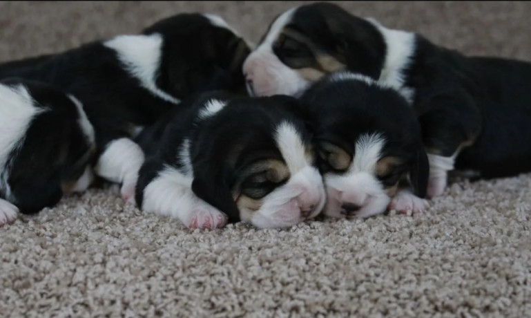 beagle-puppies-for-sale-in-tx-texas-big-0