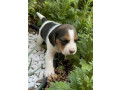 beagle-girl-looking-for-a-new-home-small-3