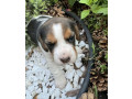 beagle-girl-looking-for-a-new-home-small-2