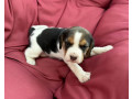 beagle-girl-looking-for-a-new-home-small-0