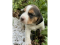 beagle-girl-looking-for-a-new-home-small-1