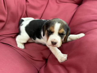 Beagle Girl Looking for a New Home