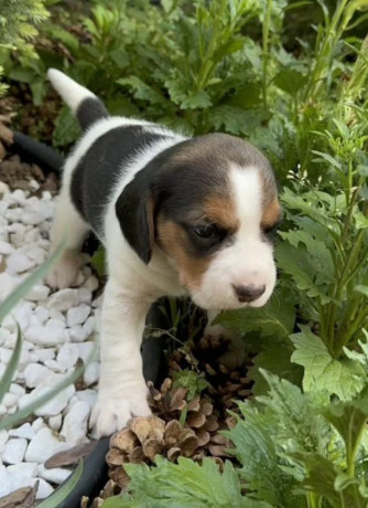 beagle-girl-looking-for-a-new-home-big-3