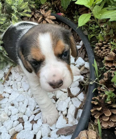 beagle-girl-looking-for-a-new-home-big-2