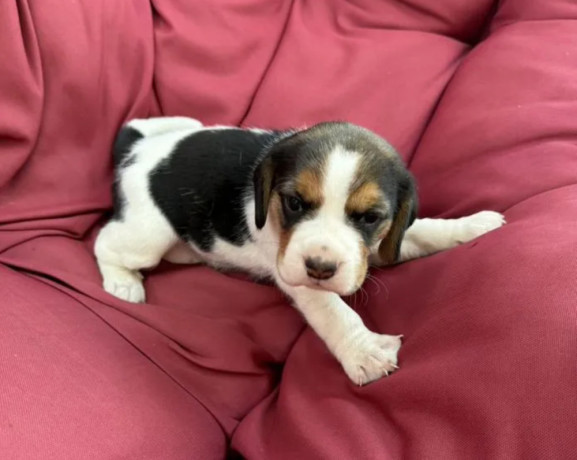 beagle-girl-looking-for-a-new-home-big-0