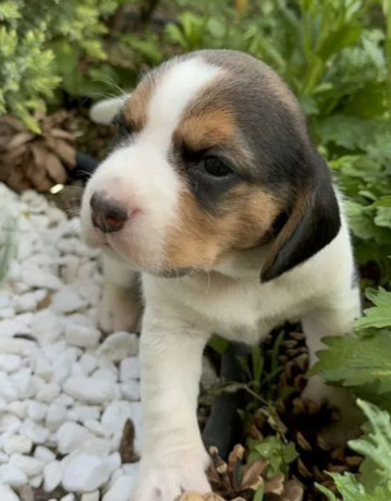 beagle-girl-looking-for-a-new-home-big-1