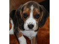 3-adorable-beagle-puppies-looking-for-a-home-in-ny-new-york-small-2