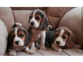 3-adorable-beagle-puppies-looking-for-a-home-in-ny-new-york-small-0