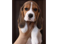 3-adorable-beagle-puppies-looking-for-a-home-in-ny-new-york-small-1