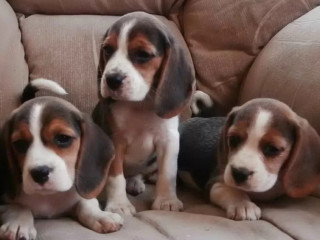 3 Adorable Beagle Puppies Looking for a Home in NY (New York)