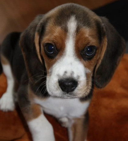 3-adorable-beagle-puppies-looking-for-a-home-in-ny-new-york-big-2