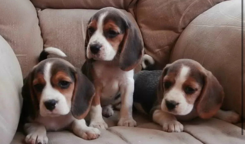 3-adorable-beagle-puppies-looking-for-a-home-in-ny-new-york-big-0