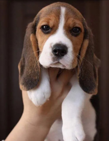 3-adorable-beagle-puppies-looking-for-a-home-in-ny-new-york-big-1