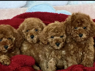 Poodle Puppies Looking for a Home in NY (New York)