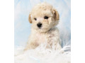 miniature-poodle-puppies-for-sale-in-ny-new-york-small-4