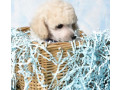 miniature-poodle-puppies-for-sale-in-ny-new-york-small-3