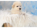 miniature-poodle-puppies-for-sale-in-ny-new-york-small-5