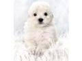 miniature-poodle-puppies-for-sale-in-ny-new-york-small-2