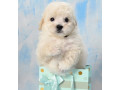 miniature-poodle-puppies-for-sale-in-ny-new-york-small-7