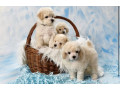 miniature-poodle-puppies-for-sale-in-ny-new-york-small-0