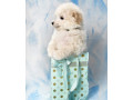 miniature-poodle-puppies-for-sale-in-ny-new-york-small-1