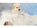 miniature-poodle-puppies-for-sale-in-ny-new-york-small-8