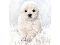 miniature-poodle-puppies-for-sale-in-ny-new-york-small-6