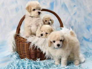 Miniature Poodle Puppies for Sale in NY (New York)