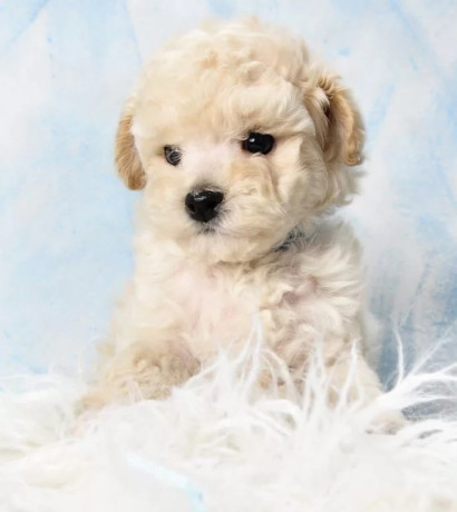 miniature-poodle-puppies-for-sale-in-ny-new-york-big-4