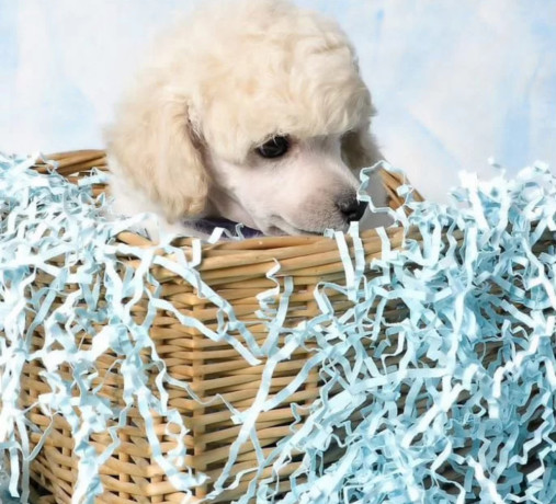 miniature-poodle-puppies-for-sale-in-ny-new-york-big-3