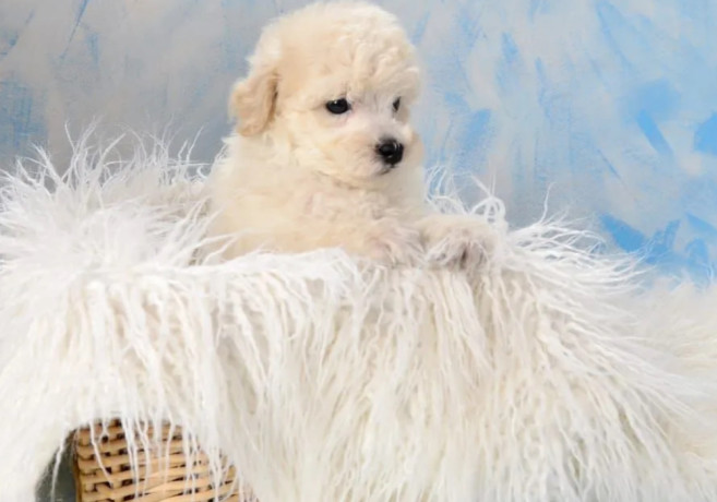 miniature-poodle-puppies-for-sale-in-ny-new-york-big-5