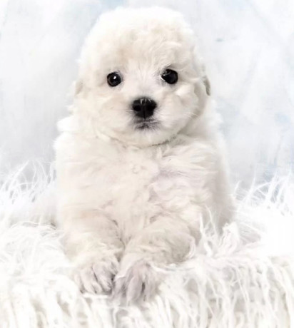 miniature-poodle-puppies-for-sale-in-ny-new-york-big-2