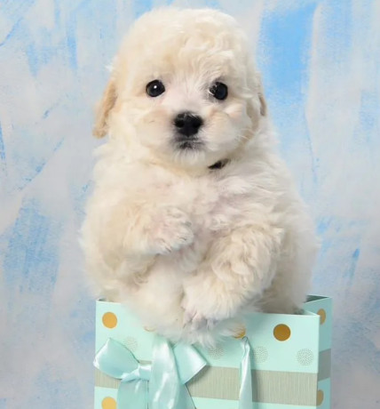 miniature-poodle-puppies-for-sale-in-ny-new-york-big-7