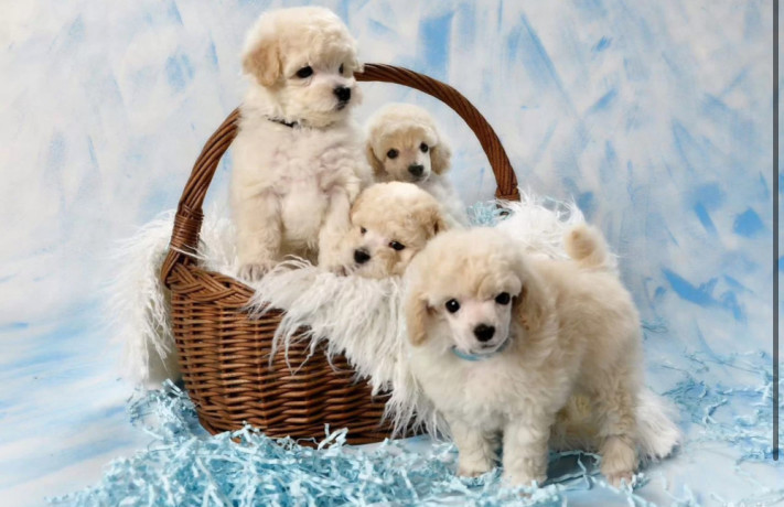 miniature-poodle-puppies-for-sale-in-ny-new-york-big-0